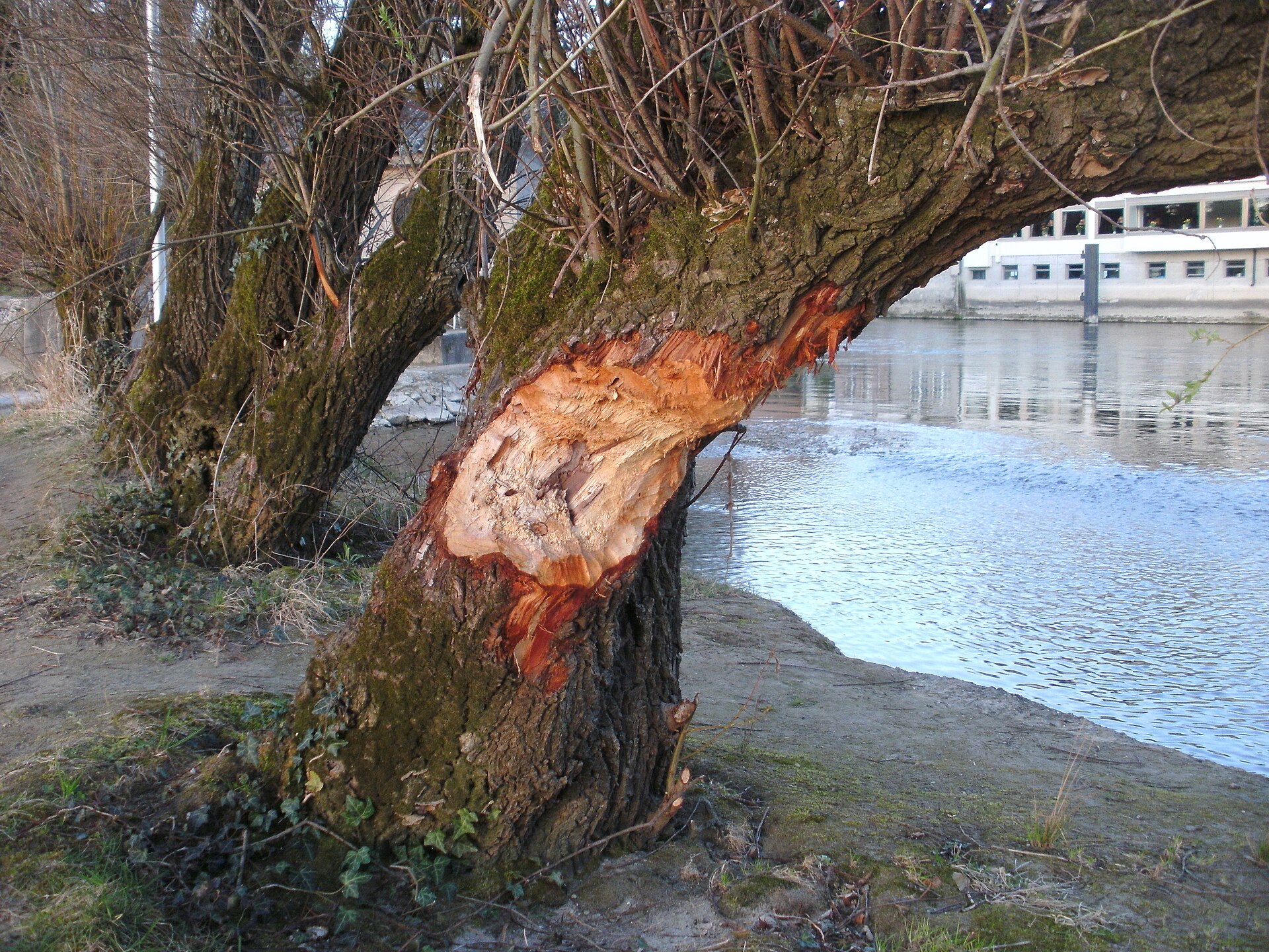 Frische Nagespuren eines Bibers am Stamm einer Weide am Flussufer