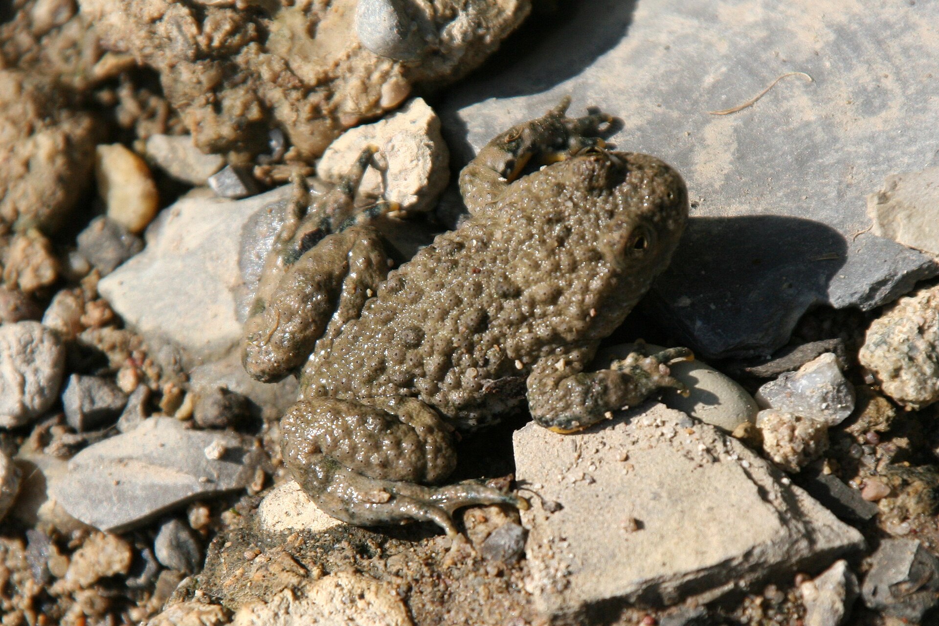 Gelbbauchunke auf feuchtem Kies am Rand einer flachen Pfütze
