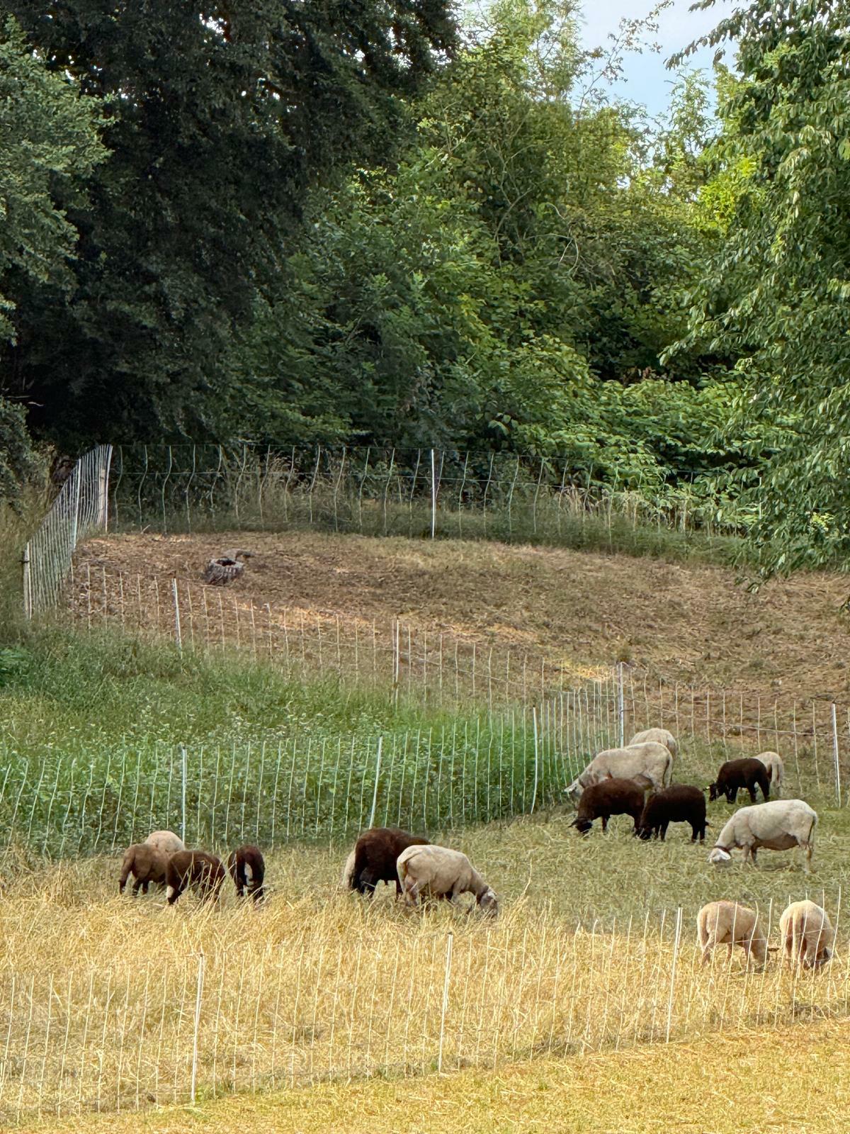 Schafe grasen auf einer eingezäunten Fläche am Waldrand