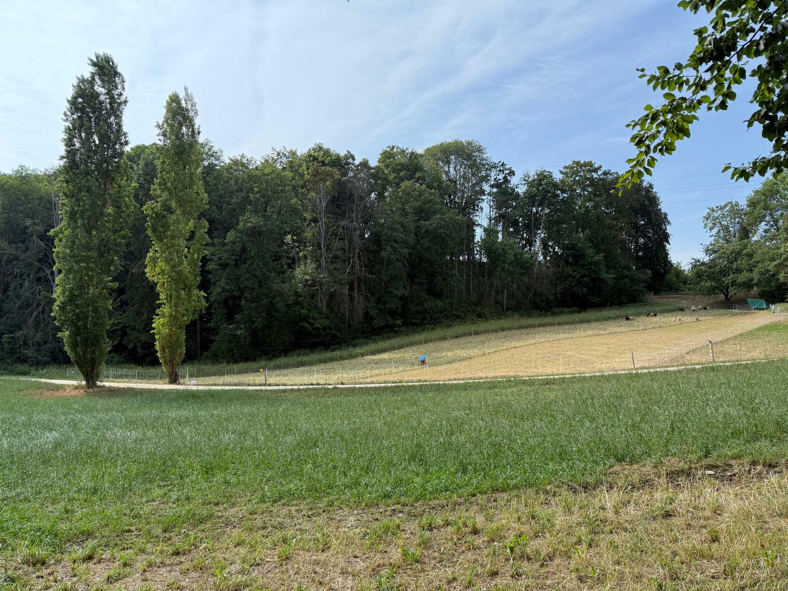 Gemähte Wiesenfläche vor einem Waldrand mit zwei Pappeln