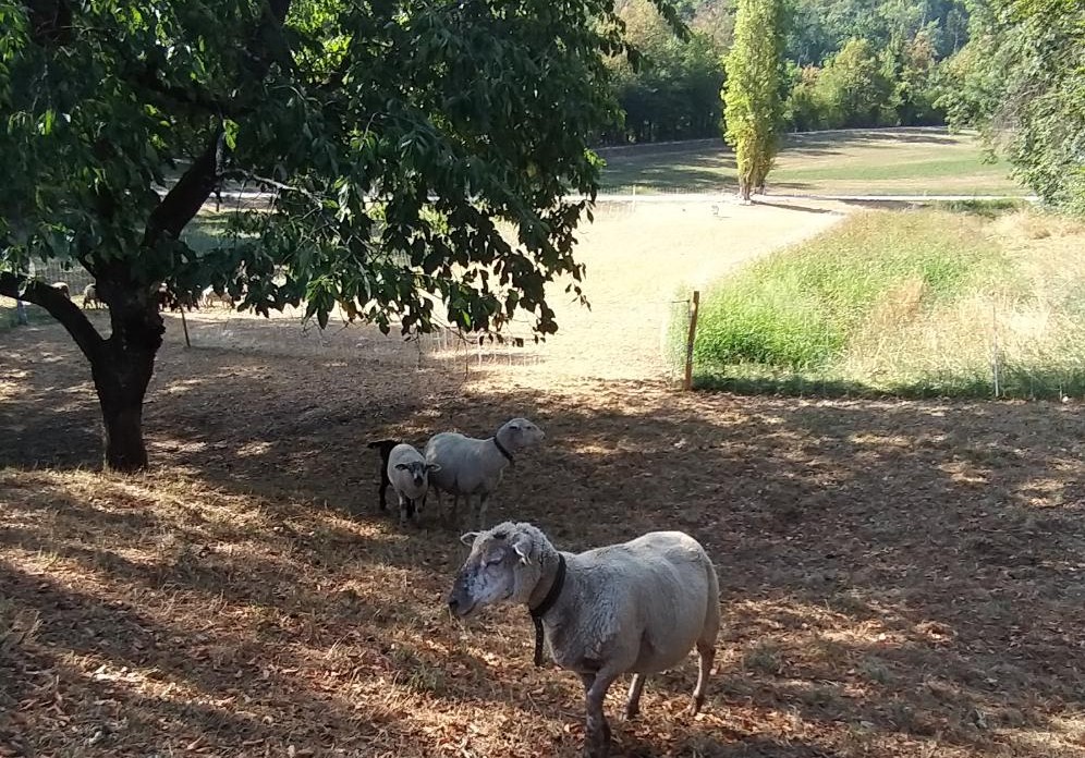 Drei Schafe auf kurz beweidetem Boden im Schatten eines Kirschbaums, dahinter der Korridor