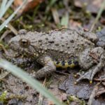 Junge Gelbbauchunke (Bombina variegata) in Seitenansicht auf nassem Laub, gelber Bauch mit dunklen Flecken sichtbar