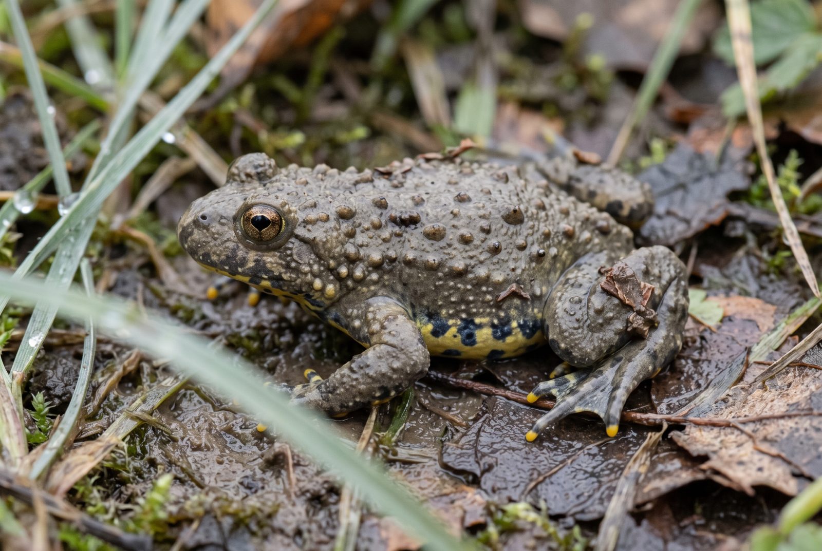 Junge Gelbbauchunke (Bombina variegata) in Seitenansicht auf nassem Laub, gelber Bauch mit dunklen Flecken sichtbar